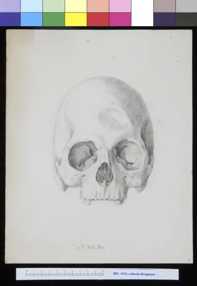 Frontal view of a skull