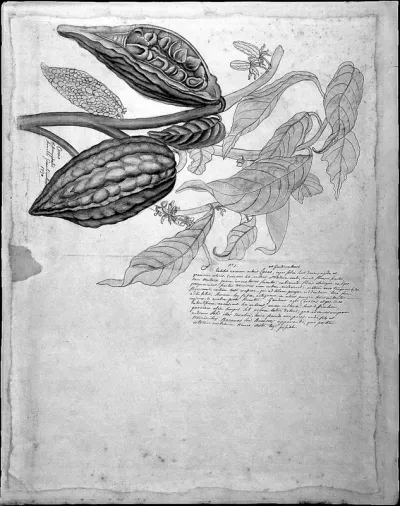 Fruit of the cacao tree and a Guatemalan almond tree