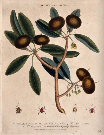 Fruiting branch of a sapodillo tree (Manilkara zapota) and four mites