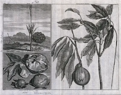 Fruits from the East Indies, including piek (?Nipa fruticans - the Nipa palm) and froete mieri and tiackou (?Artocarpus integrifolia), in separate plates
