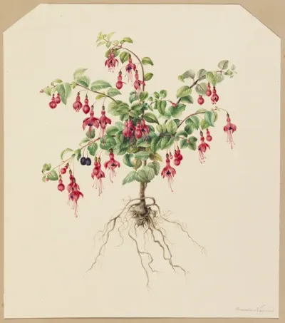 Fuchsia