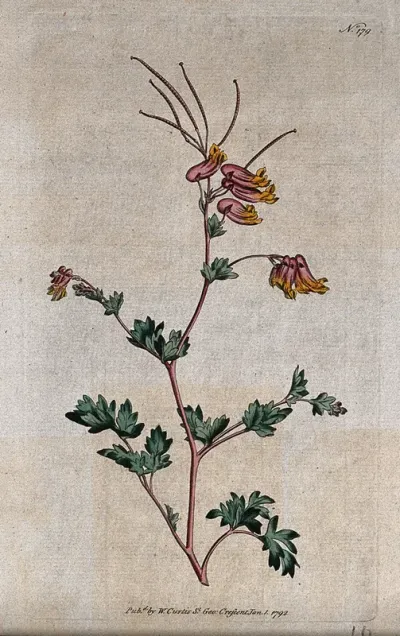 Fumitory (Fumaria glauca): flowering and fruiting stem