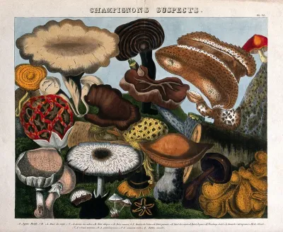 Fungi: 16 species, including Jew's ear (Auricularia auricula), puffballs (Lycoperdon) and Agaricus and Boletus species
