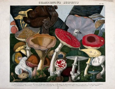 Fungi: twenty species, including the fly agaric (Amanita muscaria), death cap (Amanita phalloides) and Boletus and Agaricus species
