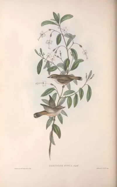 Fuscous Gerygone