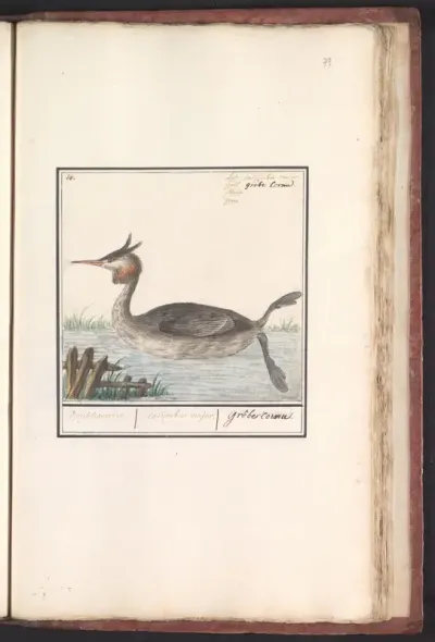 Fuut (Podiceps cristatus)