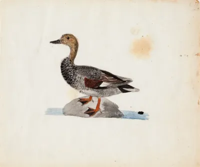 Gadwall