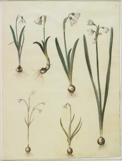 Galanthus nivalis (almindelig vintergæk); Leucojum vernum (dorotealilje); Leucojum aestivum (sommer-hvidblomme); Leucojum autumnale (høst-hvidblomme)