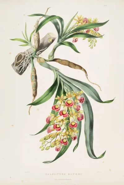 Galeandra baueri