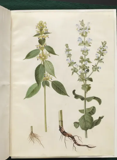 Galeopsis speciosa (hamp-hanekro); Salvia sclarea (broget salvie)