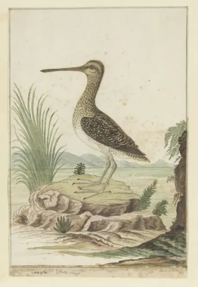 Gallinago nigripennis (Kemphaan)