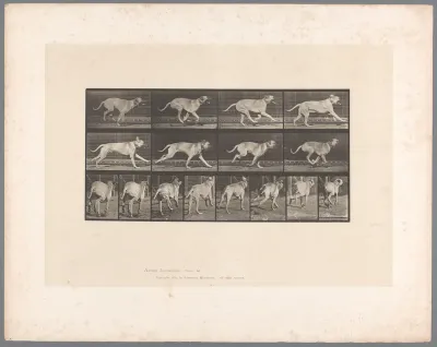 Galloping Dog (Mastiff)