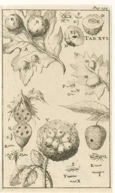 Galnotenvliegen XVI