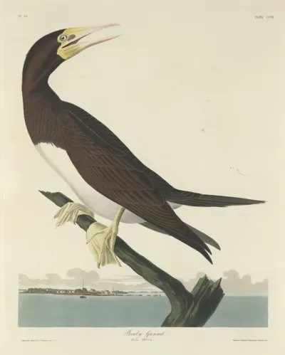 Gannet