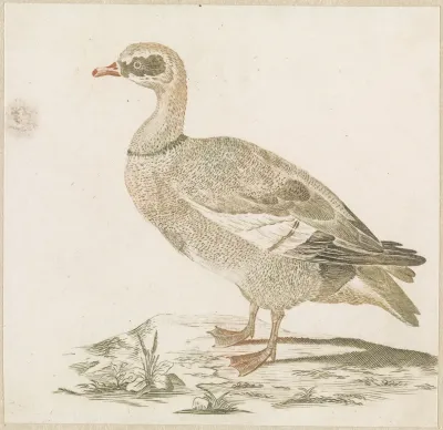 Gans