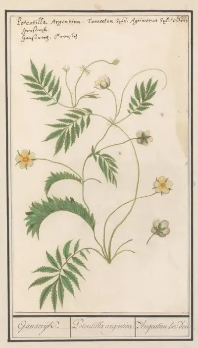 Ganzerik (Potentilla)
