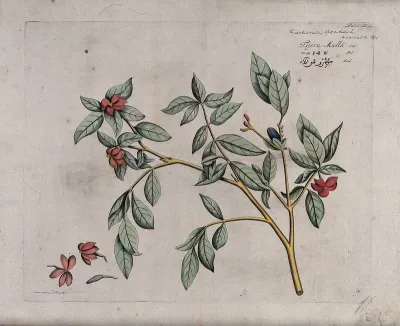 Garden Gardinia or Cape jasmine (Gardenia augusta (L.) Merr.): branch with flowers and fruit and separate flowers and fruit