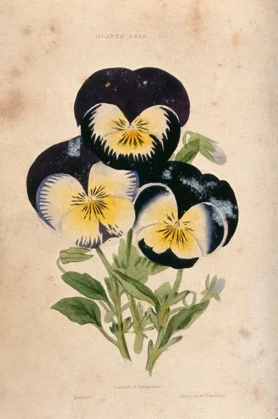 Garden pansies (Viola cultivars): three flowers