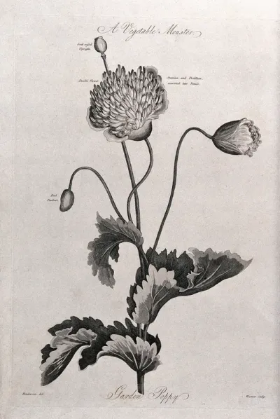Garden poppy (Papaver sp.): flowering and fruiting stem