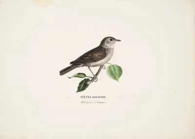 Garden Warbler