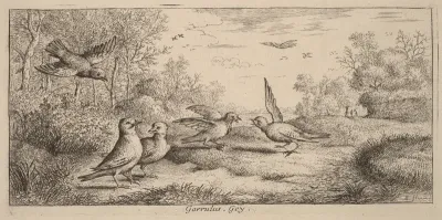 Garrulus, The Jay