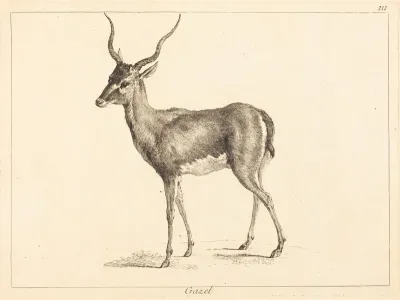 Gazel (Gazelle)