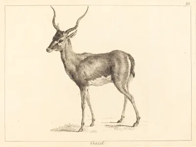 Gazel (Gazelle)
