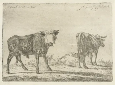 Geblinddoekte stier bij kudde runderen