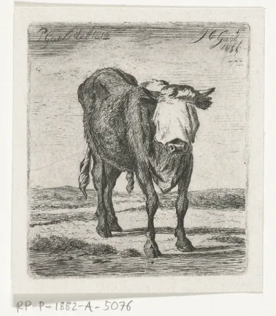 Geblinddoekte stier