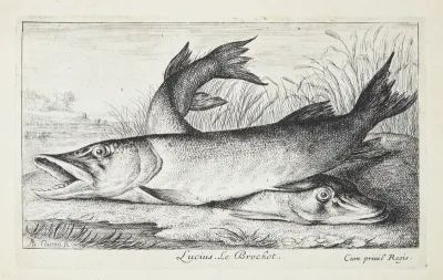 Gedde (Lucius)