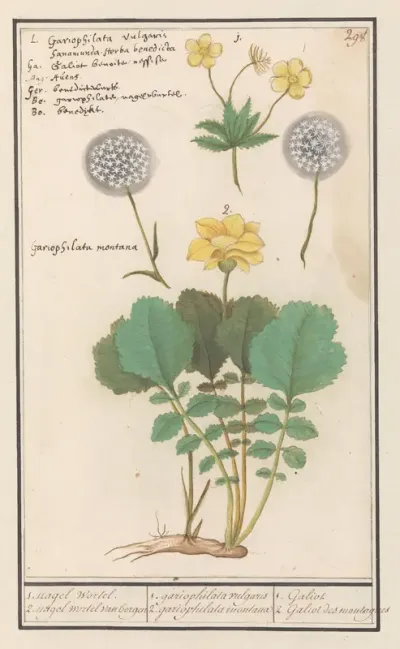 Geel nagelkruid (Geum urbanum) en Alpen geel nagelkruid (Geum montanum)