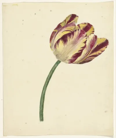 Geel-rode tulp