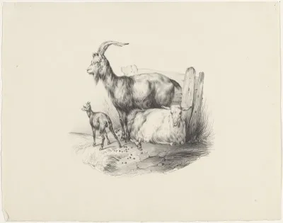 Geit, bok en lam