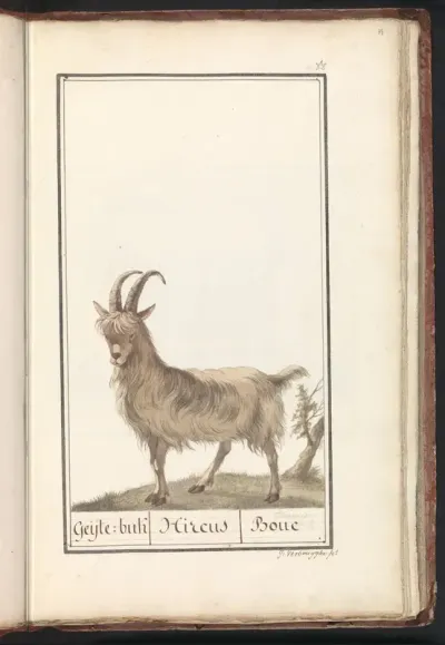 Geit (Capra hircus)