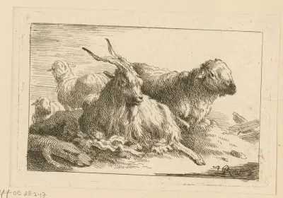 Geit en drie schapen