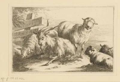 Geit en vier schapen