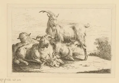 Geit, ram en twee schapen