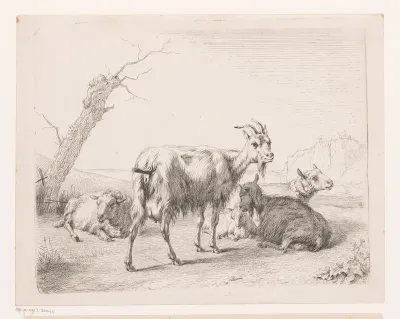 Geiten en schapen