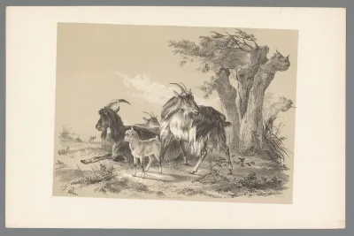 Geiten in landschap