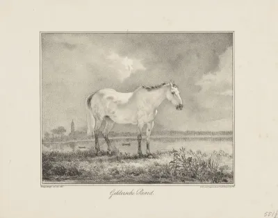 Gelders paard