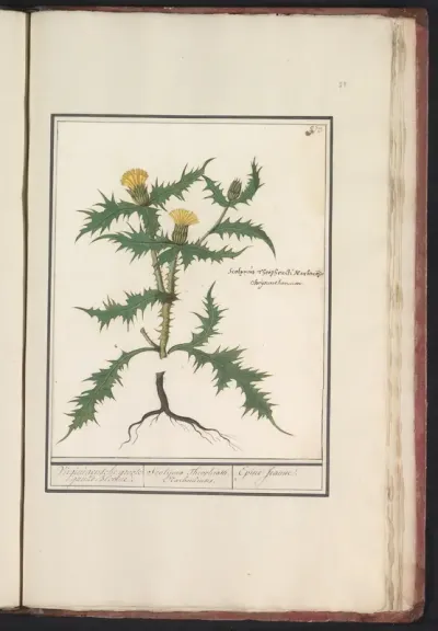 Gele distel (Scolymus hispanicus)