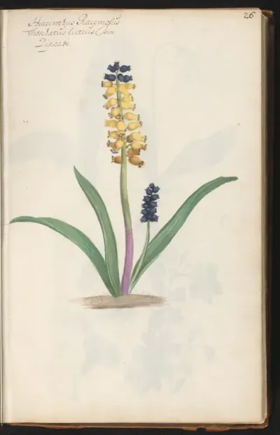 Gele druifjes (Muscari moschatum var. flavum)