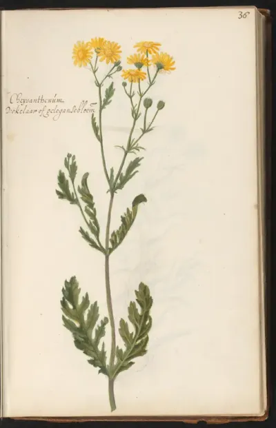 Gele ganzenbloem (Chrysanthemum segetum)