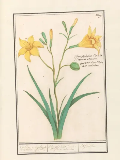 Gele lelie (Lilium)