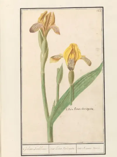 Gele lis (Iris pseudacorus)
