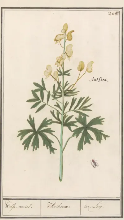 Gele monnikskap (Aconitum vulparia)