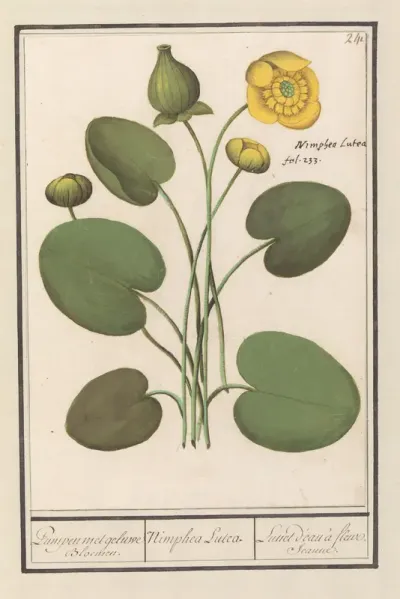 Gele plomp (Nuphar lutea)