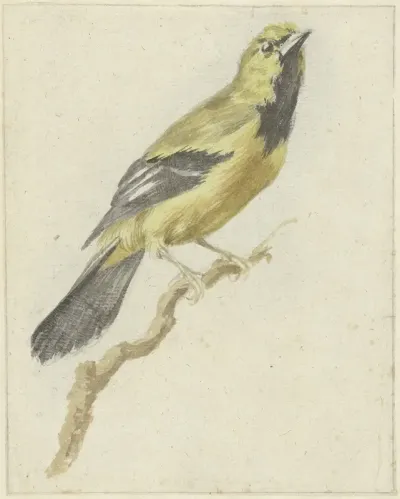 Gele Troepiaal (Icterus nigrogularis)