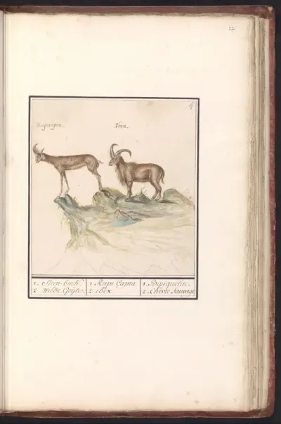 Gems (Rupicapra rupicapra) en Alpensteenbok (Capra ibex)