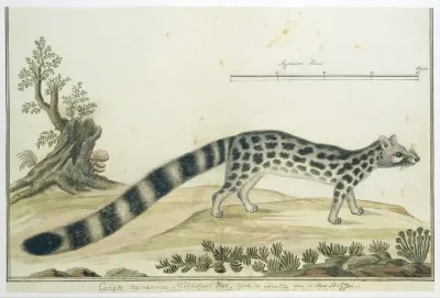 Genetta tigrina (Tijgergenet)